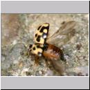Propylea quatuordecimpunctata -Schwarzgefleckter Marienkaefer 14.jpg